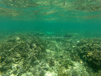 245 - Snorkeling ile Rodrigues janvier 2017 - GOPR6077 DxO Pbase.jpg