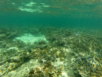 250 - Snorkeling ile Rodrigues janvier 2017 - GOPR6082 DxO Pbase.jpg