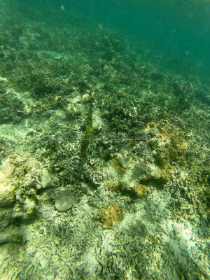 254 - Snorkeling ile Rodrigues janvier 2017 - GOPR6086 DxO Pbase.jpg