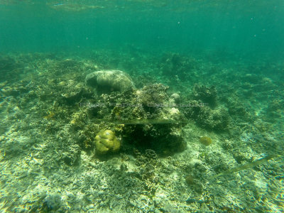 257 - Snorkeling ile Rodrigues janvier 2017 - GOPR6089 DxO Pbase.jpg