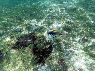 287 - Snorkeling ile Rodrigues janvier 2017 - GOPR6119 DxO Pbase.jpg