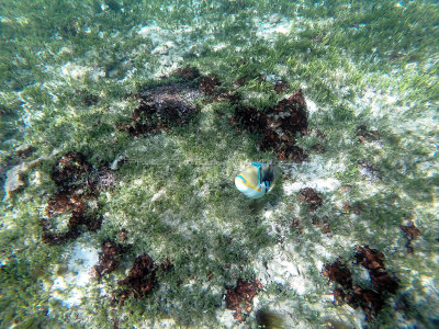293 - Snorkeling ile Rodrigues janvier 2017 - GOPR6125 DxO Pbase.jpg