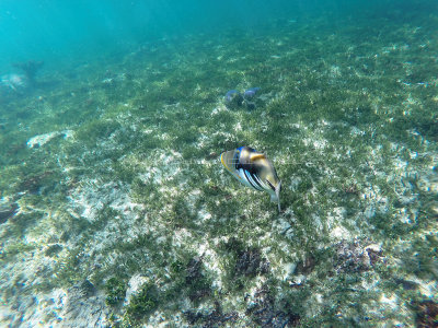 297 - Snorkeling ile Rodrigues janvier 2017 - GOPR6129 DxO Pbase.jpg