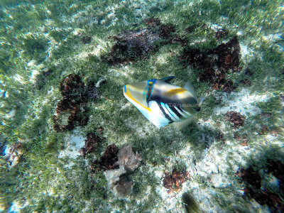 300 - Snorkeling ile Rodrigues janvier 2017 - GOPR6132 DxO Pbase.jpg