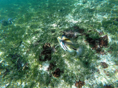 302 - Snorkeling ile Rodrigues janvier 2017 - GOPR6134 DxO Pbase.jpg