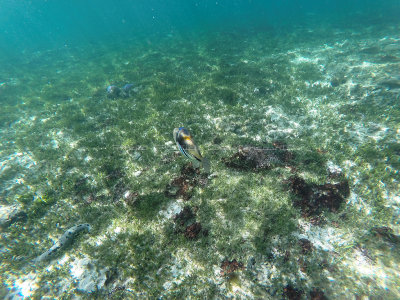 310 - Snorkeling ile Rodrigues janvier 2017 - G0016142 DxO Pbase.jpg