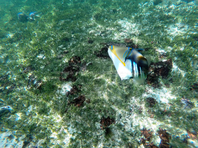 312 - Snorkeling ile Rodrigues janvier 2017 - G0026144 DxO Pbase.jpg