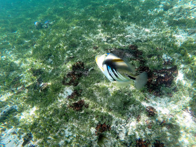 318 - Snorkeling ile Rodrigues janvier 2017 - G0036150 DxO Pbase.jpg