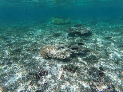 326 - Snorkeling ile Rodrigues janvier 2017 - GOPR6158 DxO Pbase.jpg