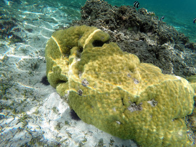 332 - Snorkeling ile Rodrigues janvier 2017 - GOPR6164 DxO Pbase.jpg