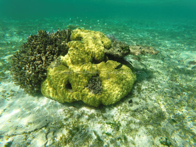 345 - Snorkeling ile Rodrigues janvier 2017 - GOPR6177 DxO Pbase.jpg