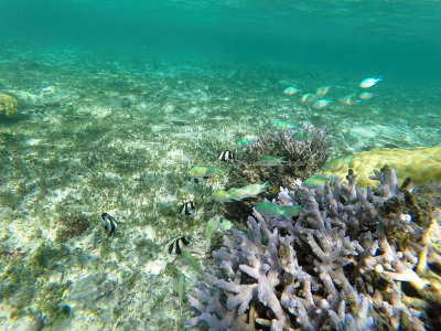 355 - Snorkeling ile Rodrigues janvier 2017 - GOPR6187 DxO Pbase.jpg