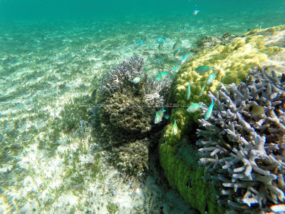 361 - Snorkeling ile Rodrigues janvier 2017 - GOPR6193 DxO Pbase.jpg