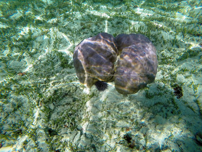 364 - Snorkeling ile Rodrigues janvier 2017 - GOPR6196 DxO Pbase.jpg