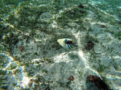 368 - Snorkeling ile Rodrigues janvier 2017 - GOPR6200 DxO Pbase.jpg