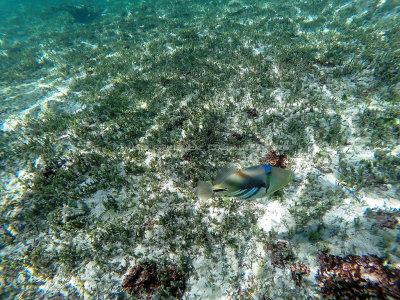 374 - Snorkeling ile Rodrigues janvier 2017 - GOPR6206 DxO Pbase.jpg