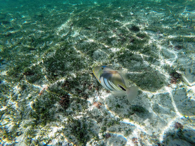 376 - Snorkeling ile Rodrigues janvier 2017 - G0046208 DxO Pbase.jpg