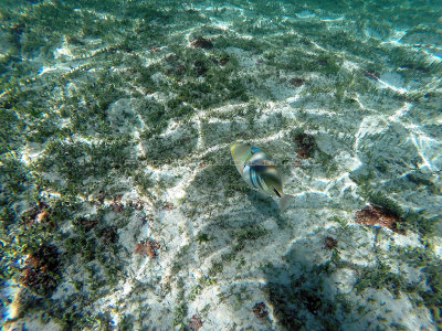 384 - Snorkeling ile Rodrigues janvier 2017 - G0056216 DxO Pbase.jpg