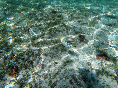 385 - Snorkeling ile Rodrigues janvier 2017 - G0056217 DxO Pbase.jpg