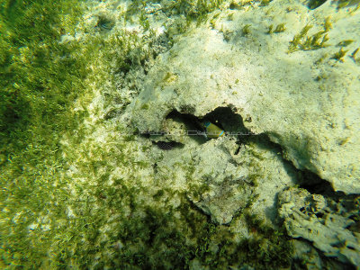 400 - Snorkeling ile Rodrigues janvier 2017 - GOPR6232 DxO Pbase.jpg