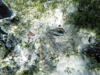 401 - Snorkeling ile Rodrigues janvier 2017 - GOPR6233 DxO Pbase.jpg