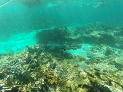 455 - Snorkeling ile Rodrigues janvier 2017 - GOPR6290 DxO Pbase.jpg