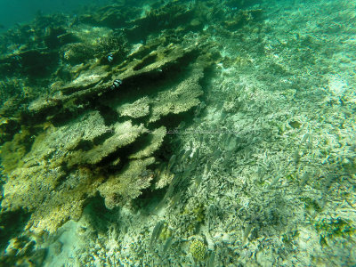 457 - Snorkeling ile Rodrigues janvier 2017 - GOPR6292 DxO Pbase.jpg