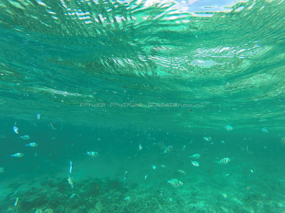 471 - Snorkeling ile Rodrigues janvier 2017 - GOPR6306 DxO Pbase.jpg