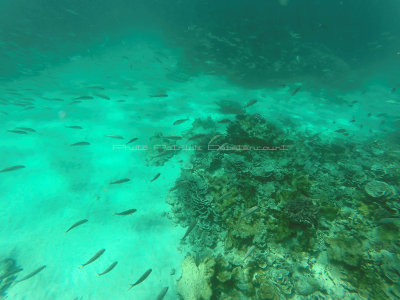 478 - Snorkeling ile Rodrigues janvier 2017 - GOPR6313 DxO Pbase.jpg