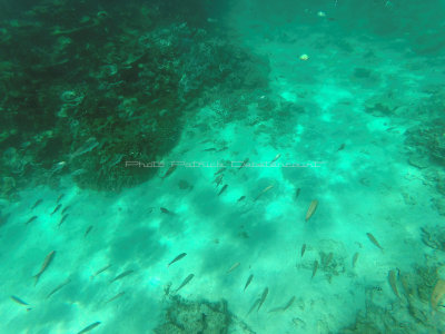 479 - Snorkeling ile Rodrigues janvier 2017 - GOPR6314 DxO Pbase.jpg
