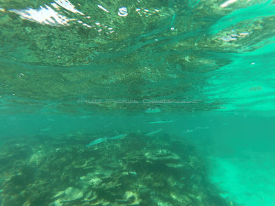 480 - Snorkeling ile Rodrigues janvier 2017 - GOPR6315 DxO Pbase.jpg