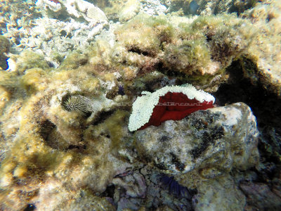 483 - Snorkeling ile Rodrigues janvier 2017 - GOPR6318 DxO Pbase.jpg