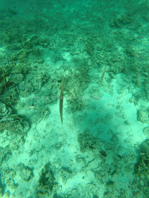 501 - Snorkeling ile Rodrigues janvier 2017 - GOPR6338 DxO Pbase.jpg