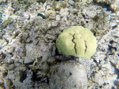 512 - Snorkeling ile Rodrigues janvier 2017 - GOPR6349 DxO Pbase.jpg