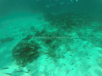 518 - Snorkeling ile Rodrigues janvier 2017 - GOPR6355 DxO Pbase.jpg