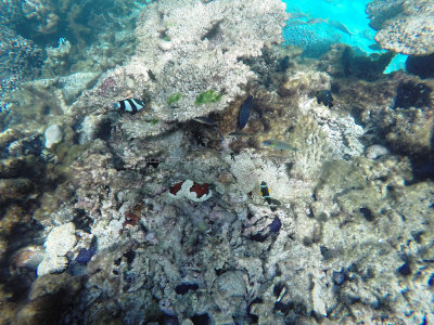 530 - Snorkeling ile Rodrigues janvier 2017 - GOPR6372 DxO Pbase.jpg