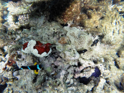 533 - Snorkeling ile Rodrigues janvier 2017 - GOPR6375 DxO Pbase.jpg