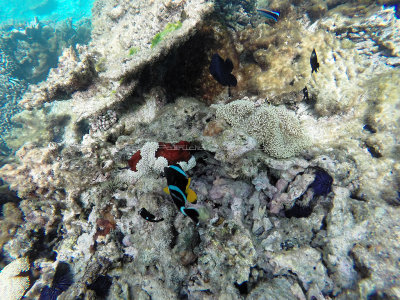 536 - Snorkeling ile Rodrigues janvier 2017 - GOPR6378 DxO Pbase.jpg