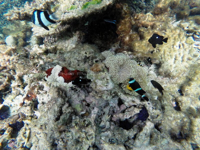 540 - Snorkeling ile Rodrigues janvier 2017 - G0066382 DxO Pbase.jpg