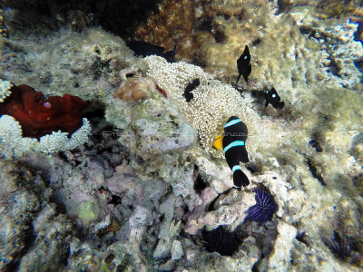 545 - Snorkeling ile Rodrigues janvier 2017 - G0076387 DxO Pbase.jpg