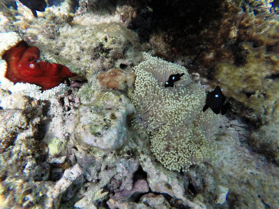 549 - Snorkeling ile Rodrigues janvier 2017 - G0086391 DxO Pbase.jpg