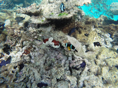 553 - Snorkeling ile Rodrigues janvier 2017 - G0096395 DxO Pbase.jpg