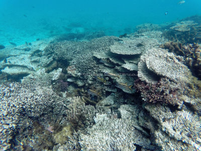 567 - Snorkeling ile Rodrigues janvier 2017 - GOPR6410 DxO Pbase.jpg