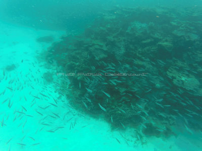 570 - Snorkeling ile Rodrigues janvier 2017 - GOPR6413 DxO Pbase.jpg