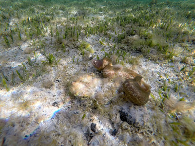 593 - Snorkeling ile Rodrigues janvier 2017 - G0116438 DxO Pbase.jpg