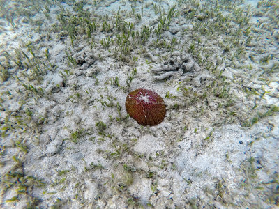 606 - Snorkeling ile Rodrigues janvier 2017 - GOPR6451 DxO Pbase.jpg