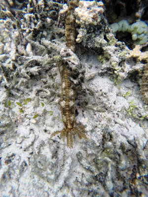 626 - Snorkeling ile Rodrigues janvier 2017 - G0176471 DxO Pbase.jpg