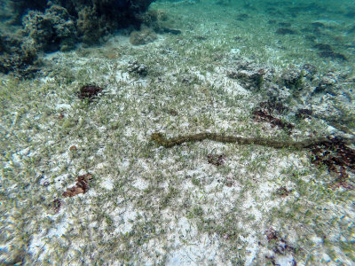 633 - Snorkeling ile Rodrigues janvier 2017 - GOPR6478 DxO Pbase.jpg