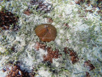 638 - Snorkeling ile Rodrigues janvier 2017 - GOPR6483 DxO Pbase.jpg