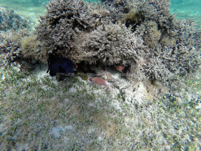 642 - Snorkeling ile Rodrigues janvier 2017 - GOPR6487 DxO Pbase.jpg